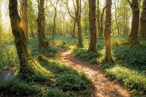 太陽光が差し込む緑の樹木と土の小道を歩むハイキングコース