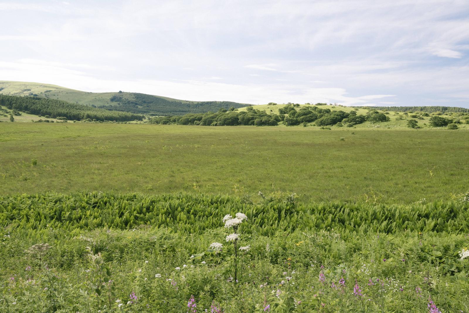 白い野生花が咲く八島湿原の奥に丘陵地と樹林帯が広がる風景