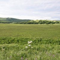 だだっ広い八島湿原と霧ヶ峰の草原風景に咲く野生花の写真
