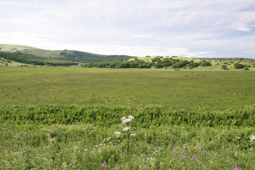 だだっ広い八島湿原と霧ヶ峰の草原風景に咲く野生花