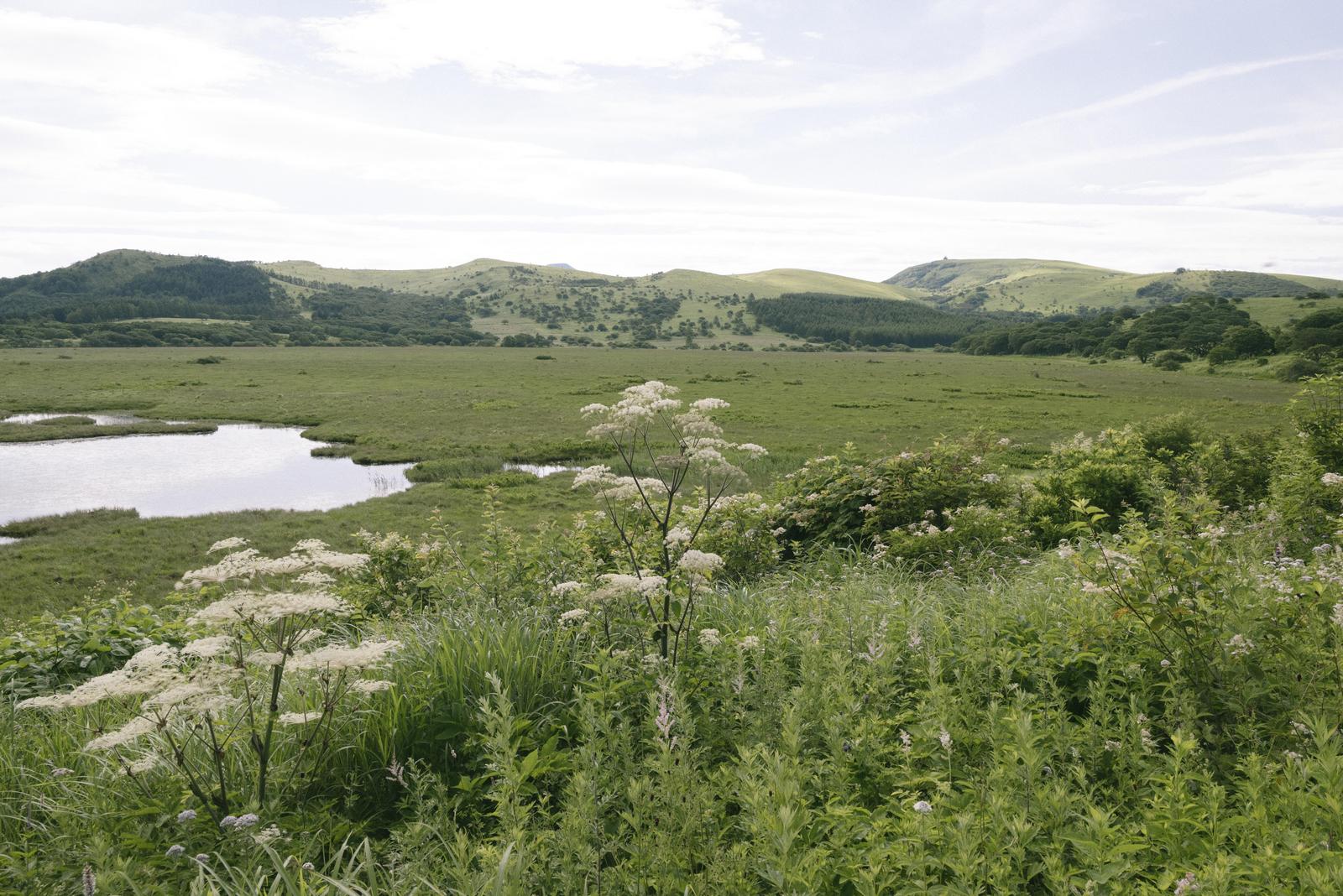 霧ヶ峰の八島湿原でシシウドの白い花が咲く風景