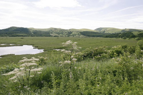 シシウドの白い花が咲く八島湿原と霧ヶ峰の山々