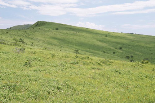 天上の草原が広がる霧ヶ峰の丘陵地、初夏の高原風景