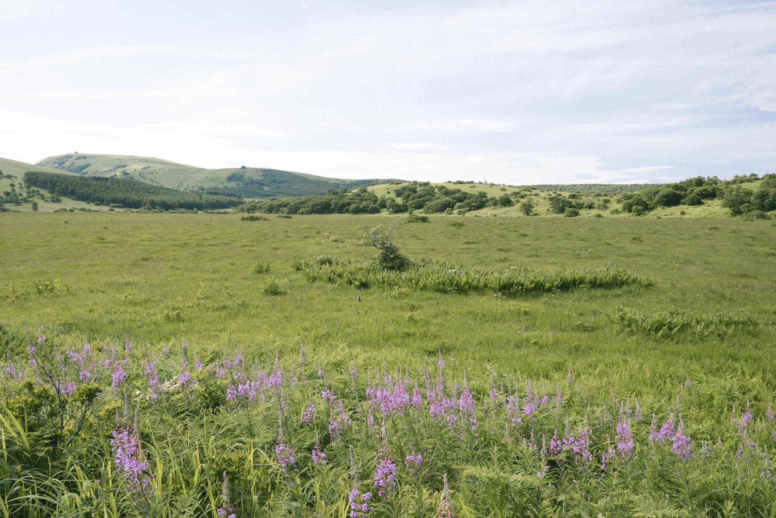 紫色の花が咲く緑の草原と遠方の丘陵地が見える霧ヶ峰の湿原風景