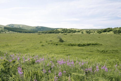 広大な湿原が広がる霧ヶ峰の草原と紫の花が咲く初夏の風景