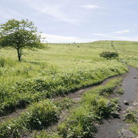 霧ヶ峰の日本百名山登山道へと続く草原の道の写真