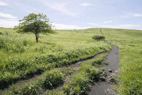 霧ヶ峰の日本百名山登山道へと続く草原の道