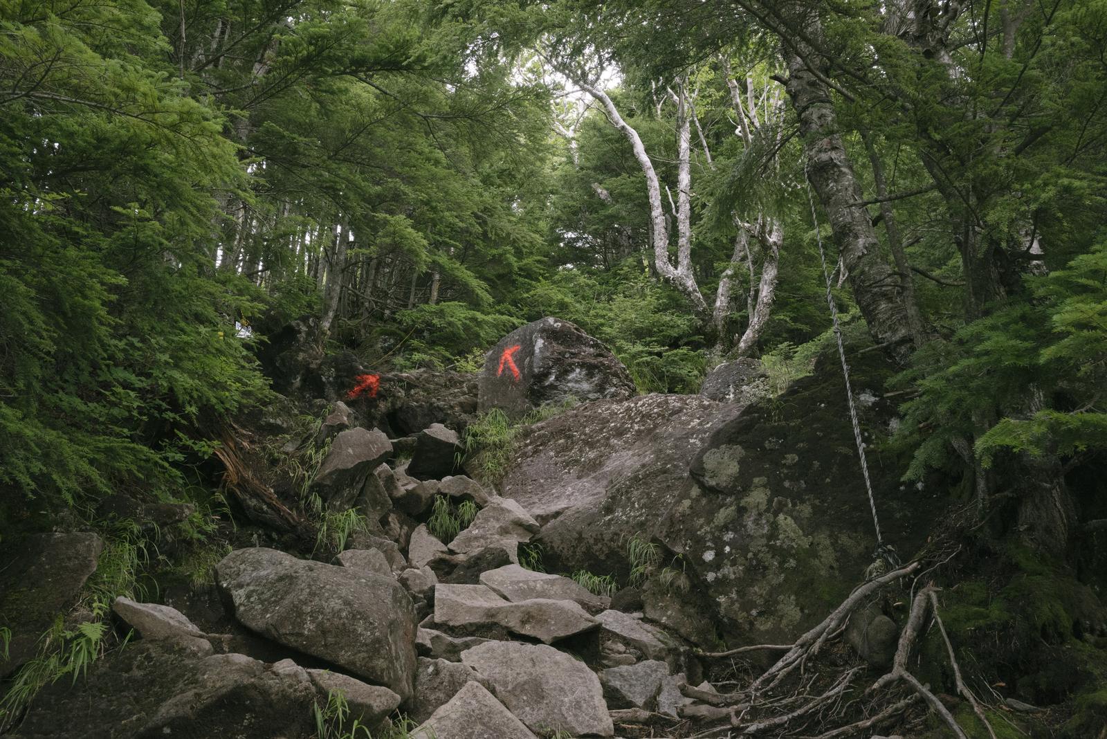 新緑に囲まれた男体山登山道で岩段を登る登山者の様子