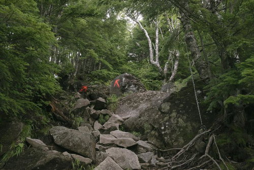 厳しいのぼりが続く男体山登山道の岩場と新緑