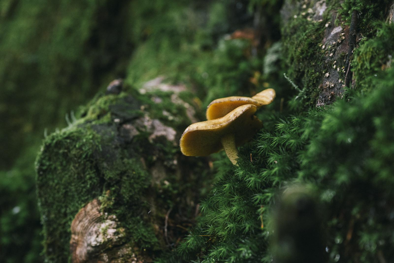苔むした朽木に生える茶色いキノコと周囲の苔