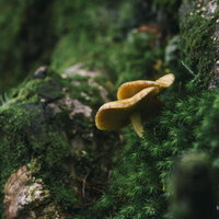 日本百名山・男体山の苔むした朽木に生える茶色いキノコの写真