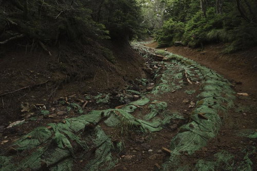 苔むした補修木が敷かれた男体山の登山道を進む登山者