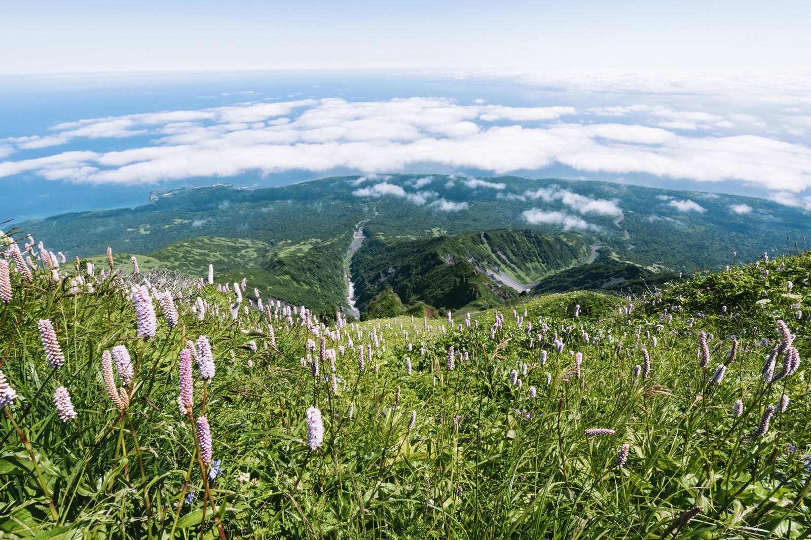 利尻岳の山頂付近に咲くイブキノトラオの群生と、海に囲まれた北海道の絶景