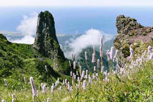 ローソク岩とイブキノトラオが咲く利尻岳の高山植物