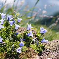 利尻岳の岩場に咲く小さなイワギキョウ。北海道の高山植物の写真