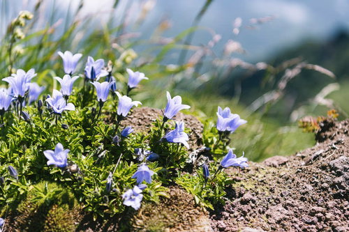 利尻岳の岩場に咲く小さなイワギキョウ。北海道の高山植物