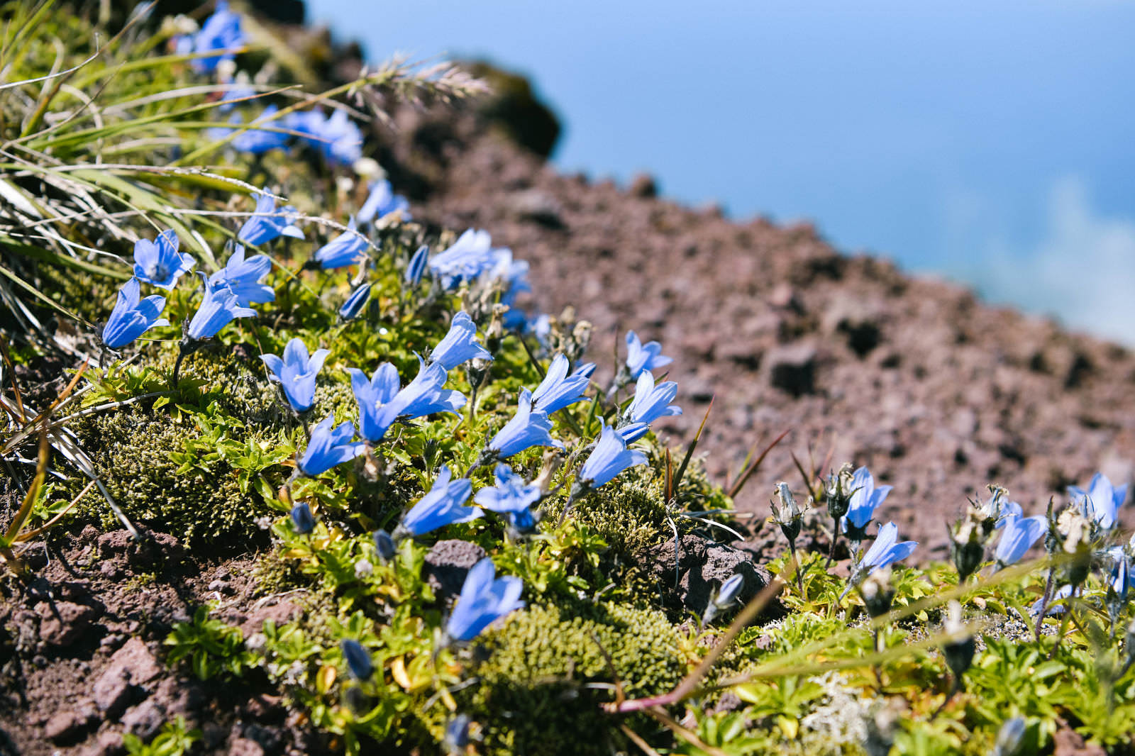 利尻岳の火山性土壌に群生する白と青紫色のイワギキョウの群落
