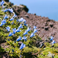 利尻岳山頂付近に咲くイワギキョウの群落と高山植生の写真