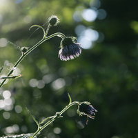 木漏れ日に浮かび上がるアザミの群生～利尻岳の登山道の花の写真