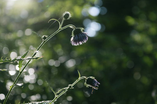 木漏れ日に浮かび上がるアザミの群生～利尻岳の登山道の花