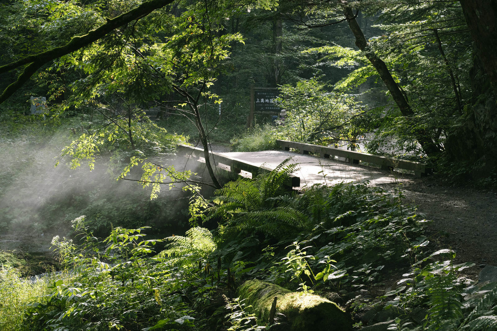 朝の木漏れ日が差し込む上高地から横尾への遊歩道