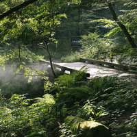 上高地から横尾へと向かう遊歩道、木漏れ日が差し込む森林の写真