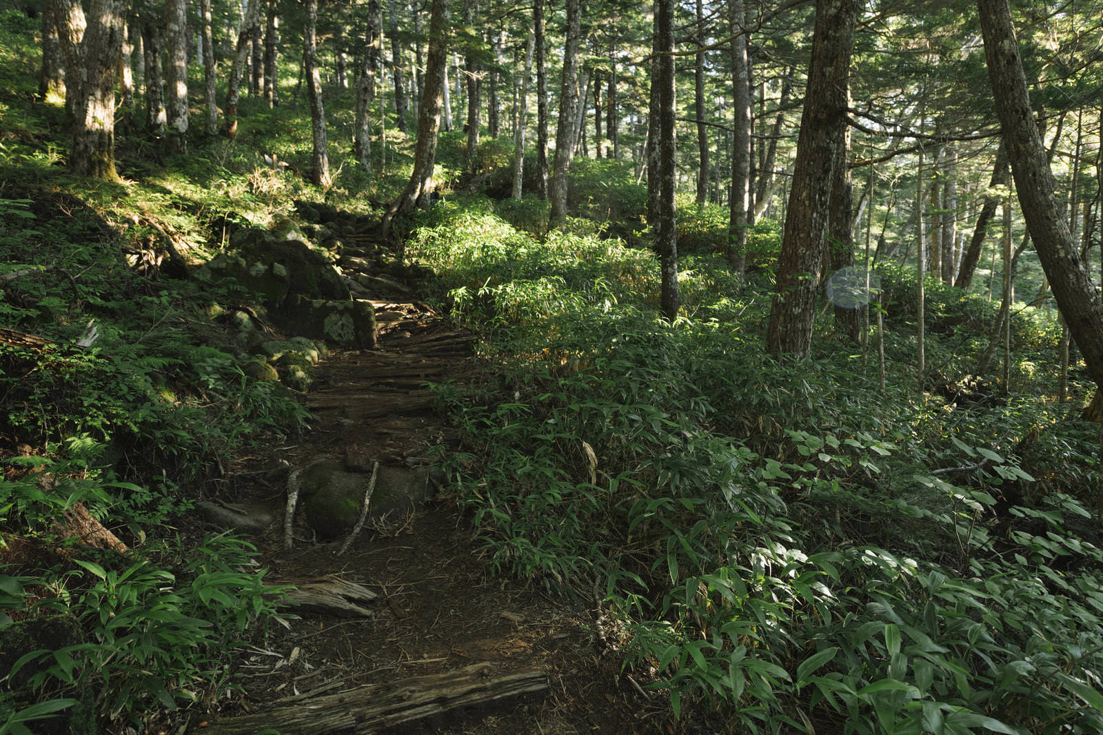 御嶽山の黒沢口登山道の樹林帯。落ち葉が積もった登山道の両側に樹木と緑の下生えが広がる。