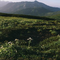 ハクサンイチゲが咲く黒部五郎岳の高山草地の写真