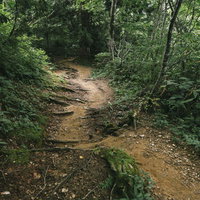 黒部五郎岳の太郎平付近の樹林帯を進む登山道の写真