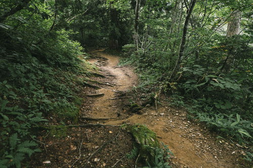 黒部五郎岳の太郎平付近の樹林帯を進む登山道