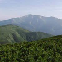 高山植物の群生地から見た薬師岳と黒部五郎岳の山体の写真