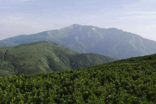 高山植物の群生地から見た薬師岳と黒部五郎岳の山体