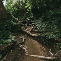 黒部五郎岳の折立から太郎平へつながる樹林帯の登山道の写真