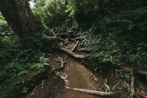黒部五郎岳の折立から太郎平へつながる樹林帯の登山道