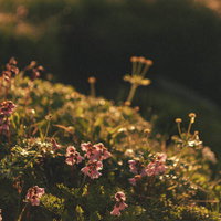 朝の太郎平に咲く花々と苔の風景の写真