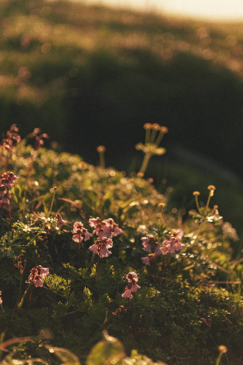 朝の太郎平に咲く花々と苔の風景
