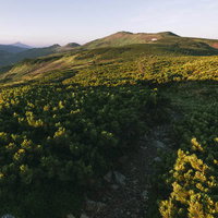 朝焼けに染まる太郎平の山岳稜線とハイマツ群生地の写真