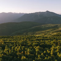 朝焼けの太郎平から眺める黒部五郎岳と高原の花々の写真