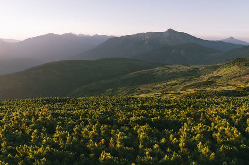 朝焼けの太郎平から眺める黒部五郎岳と高原の花々