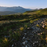 朝焼けの登山道で見る黒部五郎岳と高山植物の写真