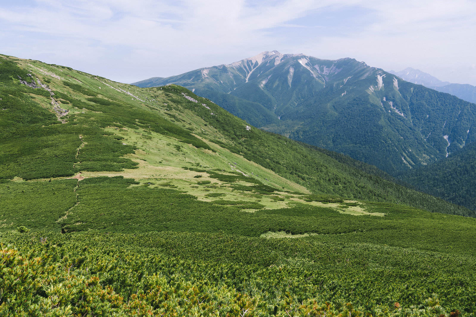 緑の草地から樹林帯へ続く斜面と遠景の雪を頂く山々の景観