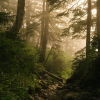 ガスに包まれる薬師岳の針葉樹林と登山道の風景の写真
