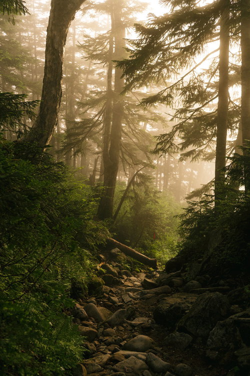 ガスに包まれる薬師岳の針葉樹林と登山道の風景