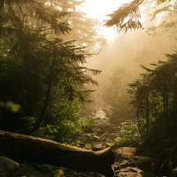霧に包まれる薬師岳の登山道の針葉樹林帯を歩くの写真