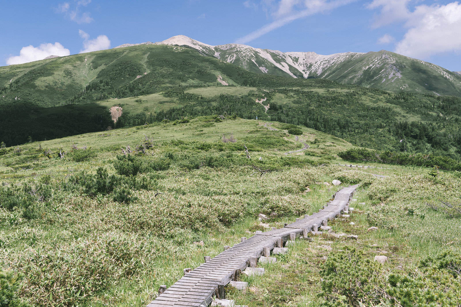 木道越しに見える薬師岳と周囲の森林、晴天の高原風景
