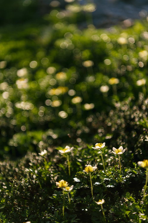 日本百名山・薬師岳に咲く白いチングルマの群落