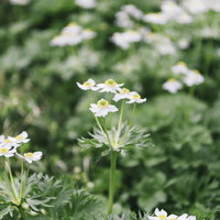 日本百名山・薬師岳の高山植物ハクサンイチゲの白い花の写真
