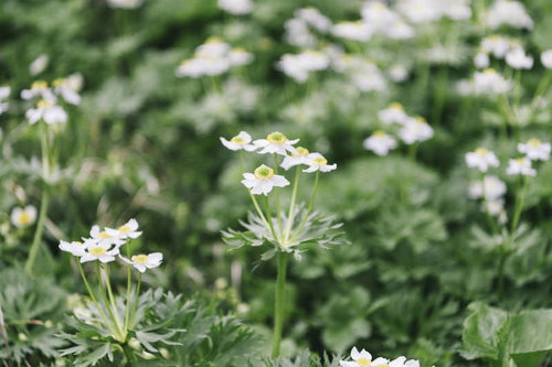 日本百名山・薬師岳の高山植物ハクサンイチゲの白い花