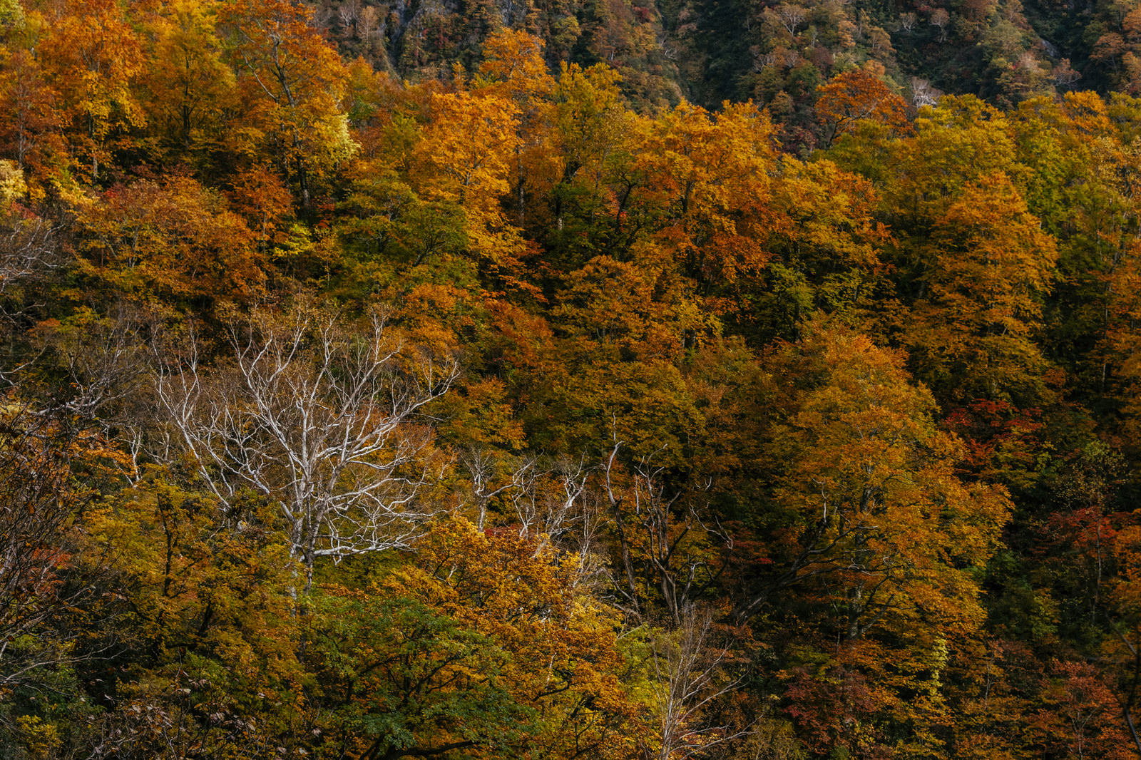 妙高山の斜面に広がるオレンジと黄色の紅葉林