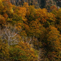 日本百名山・妙高山三伏の真っ赤な紅葉と黄葉の秋景色の写真